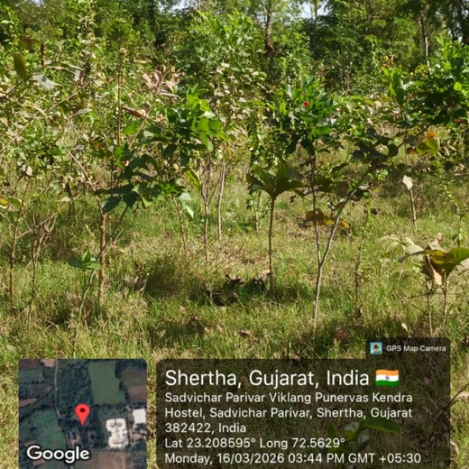 Group Landmark’s ROAR (Reduce to Zero, Add Responsibly) Initiative: Accelerating Urban Greening with Miyawaki Forests – 2 years