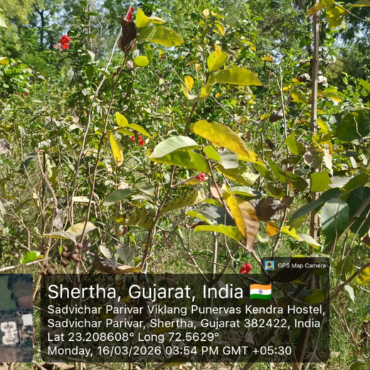 Group Landmark’s ROAR (Reduce to Zero, Add Responsibly) Initiative: Accelerating Urban Greening with Miyawaki Forests – 2 years
