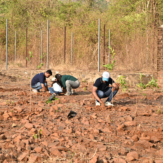 Group Landmark’s ROAR: Driving CSR Through Agroforests – Planting