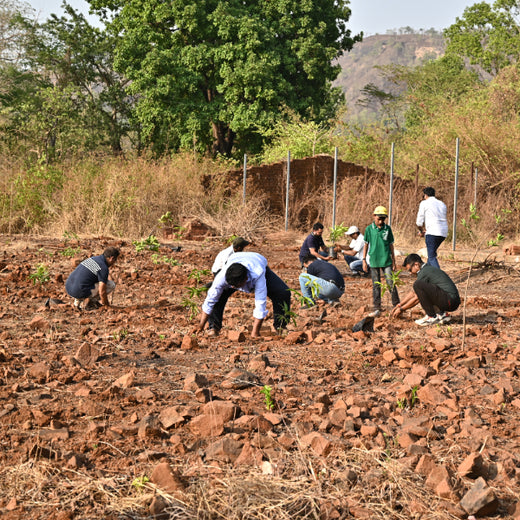 Group Landmark’s ROAR: Driving CSR Through Agroforests – Planting