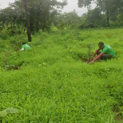 Group Landmark’s ROAR: Driving CSR Through Agroforests – 6 months