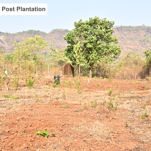 Group Landmark’s ROAR: Driving CSR Through Agroforests – Planting
