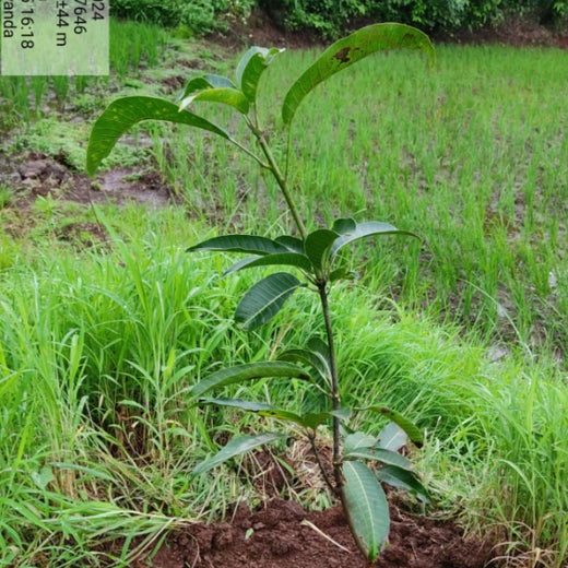 Group Landmark’s ROAR: Driving CSR Through Agroforests – 1 year
