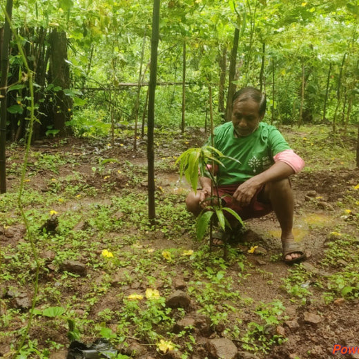 Group Landmark’s ROAR: Driving CSR Through Agroforests – 6 months