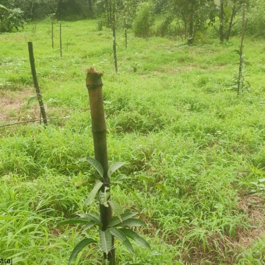 Group Landmark’s ROAR: Driving CSR Through Agroforests – 1 year
