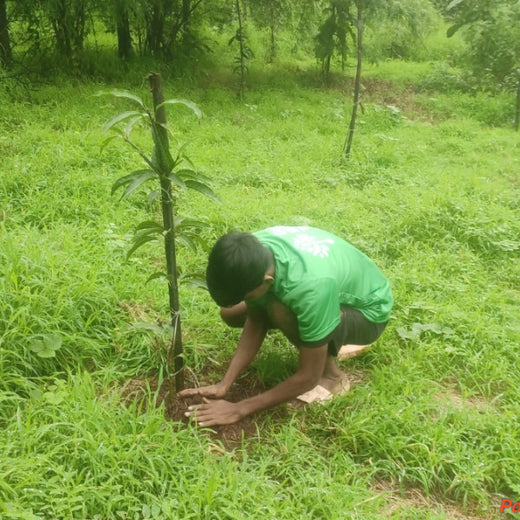 Group Landmark’s ROAR: Driving CSR Through Agroforests – 6 months