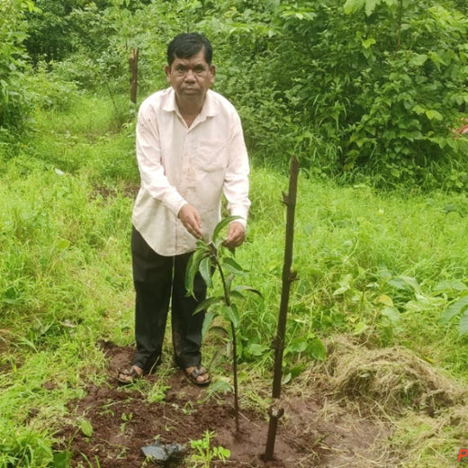 Group Landmark’s ROAR: Driving CSR Through Agroforests – 6 months