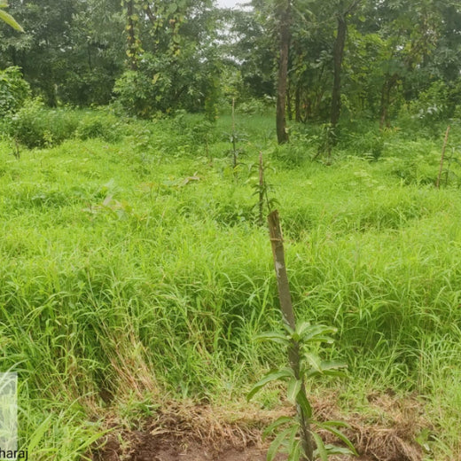 Group Landmark’s ROAR: Driving CSR Through Agroforests – 1 year