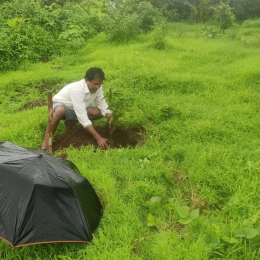 Group Landmark’s ROAR: Driving CSR Through Agroforests – 6 months