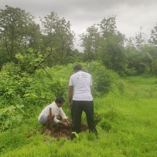 Group Landmark’s ROAR: Driving CSR Through Agroforests – 6 months