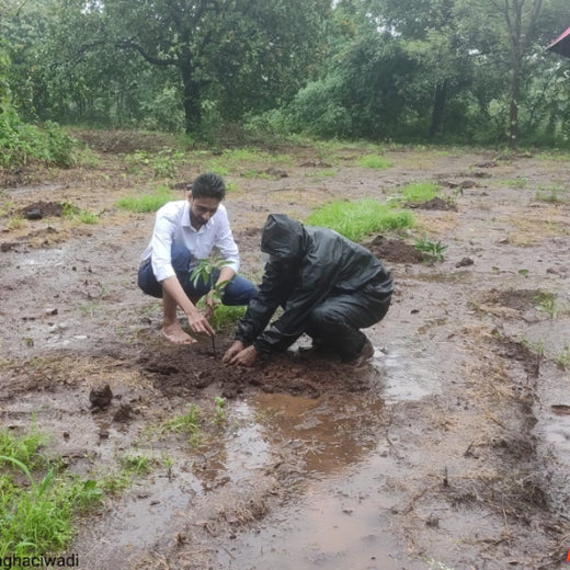 Group Landmark’s ROAR: Driving CSR Through Agroforests – 6 months