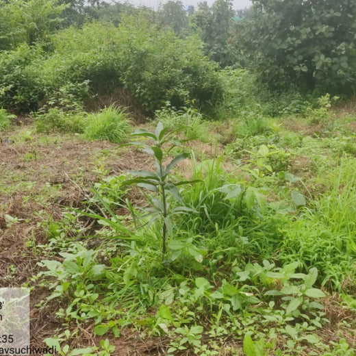 Group Landmark’s ROAR: Driving CSR Through Agroforests – 1 year