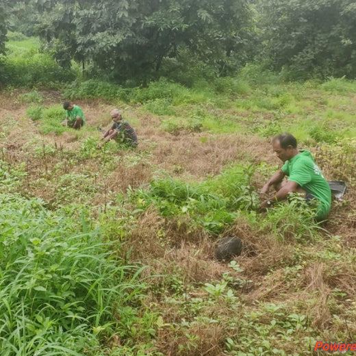 Group Landmark’s ROAR: Driving CSR Through Agroforests – 6 months