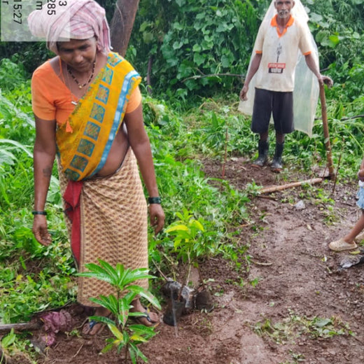 Group Landmark’s ROAR: Driving CSR Through Agroforests – 6 months