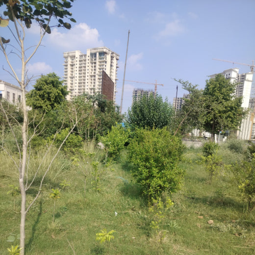 Celebrating Growth: Group of Friends Club's Women's Day Tree Planting – 1 year