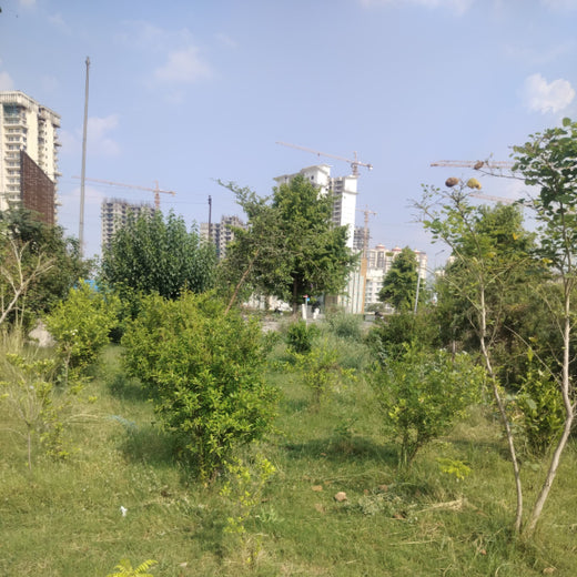 Celebrating Growth: Group of Friends Club's Women's Day Tree Planting – 1 year