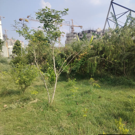 Celebrating Growth: Group of Friends Club's Women's Day Tree Planting – 1 year