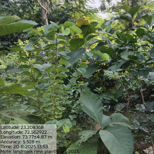 Group Landmark’s ROAR (Reduce to Zero, Add Responsibly) Initiative: Accelerating Urban Greening with Miyawaki Forests – 1 year