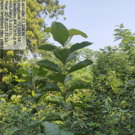 Group Landmark’s ROAR (Reduce to Zero, Add Responsibly) Initiative: Accelerating Urban Greening with Miyawaki Forests – 1 year