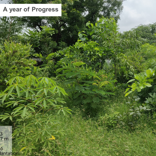 Group Landmark's ROAR (Reduce to Zero, Add Responsibility) Initiative: Miyawaki Forests – 2 years