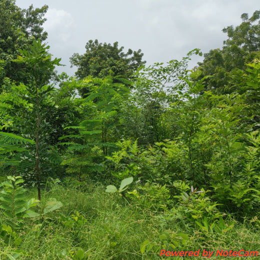 Group Landmark's ROAR (Reduce to Zero, Add Responsibility) Initiative: Miyawaki Forests – 2 years