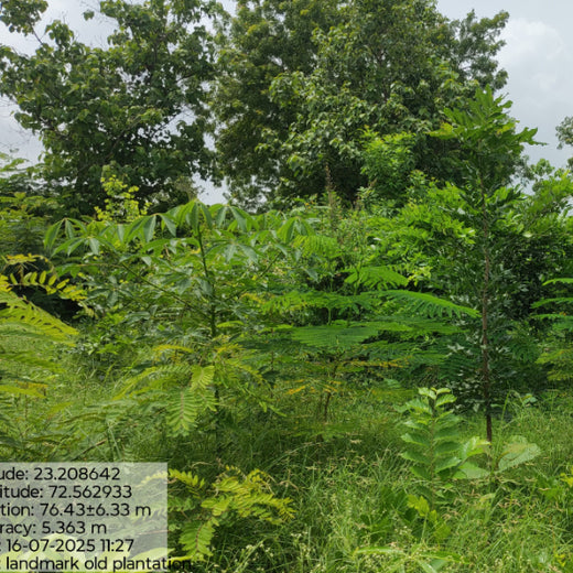 Group Landmark's ROAR (Reduce to Zero, Add Responsibility) Initiative: Miyawaki Forests – 2 years