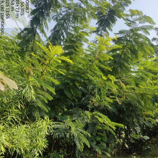 Group Landmark's ROAR (Reduce to Zero, Add Responsibility) Initiative: Miyawaki Forests – 3 years