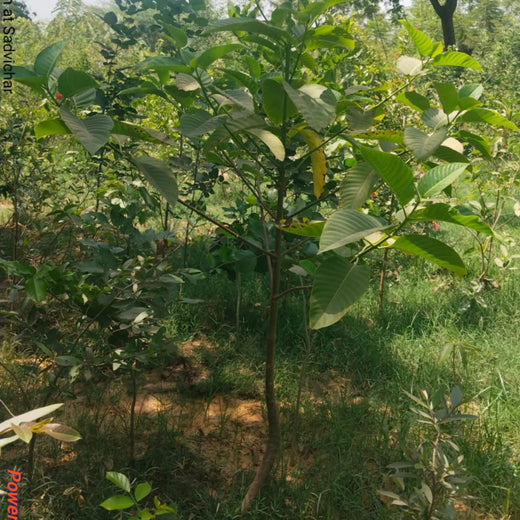 Group Landmark's ROAR (Reduce to Zero, Add Responsibility) Initiative: Miyawaki Forests – 3 years