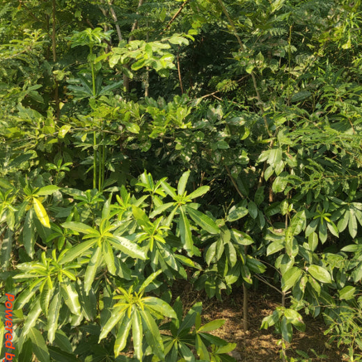 Group Landmark's ROAR (Reduce to Zero, Add Responsibility) Initiative: Miyawaki Forests – 3 years