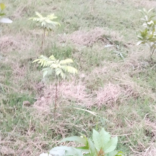 Celebrating Growth: Group of Friends Club's Women's Day Tree Planting – 6 months
