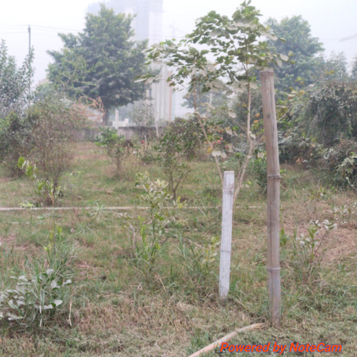 Celebrating Growth: Group of Friends Club's Women's Day Tree Planting – 6 months