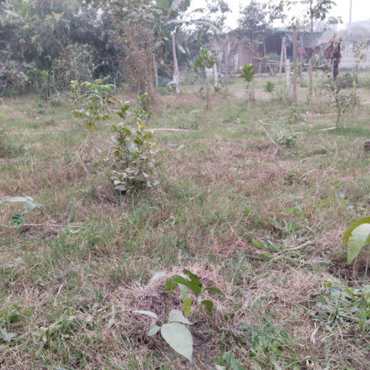 Celebrating Growth: Group of Friends Club's Women's Day Tree Planting – 6 months