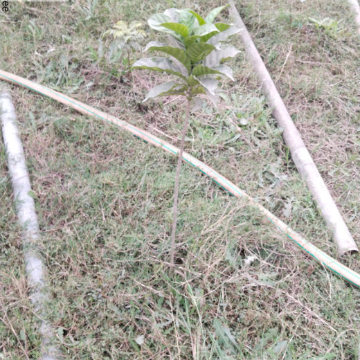 Celebrating Growth: Group of Friends Club's Women's Day Tree Planting – 6 months