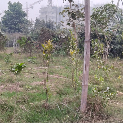 Celebrating Growth: Group of Friends Club's Women's Day Tree Planting – 6 months