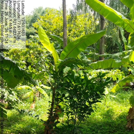 Healthier Tomorrow Starts Today: Haleon Global's Urban Greenery – 1 year