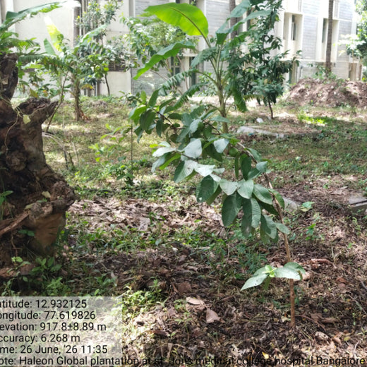 Healthier Tomorrow Starts Today: Haleon Global's Urban Greenery – 1 year