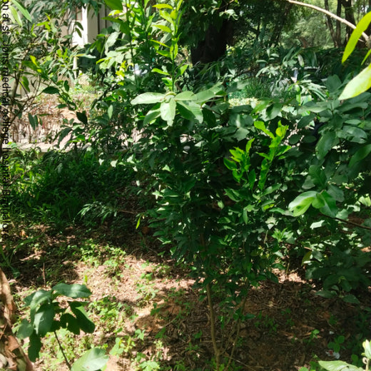 Healthier Tomorrow Starts Today: Haleon Global's Urban Greenery – 1 year