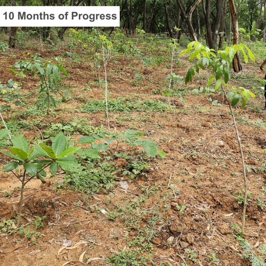 Headout's Commitment to Green Spaces: Empowering Employees with Urban Forests – 1 year