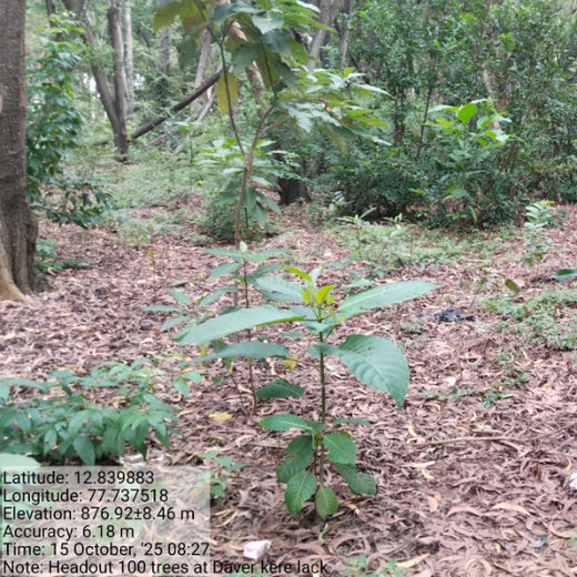 Headout's Commitment to Green Spaces: Empowering Employees with Urban Forests – 2 years