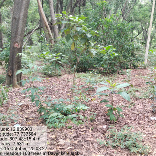 Headout's Commitment to Green Spaces: Empowering Employees with Urban Forests – 2 years