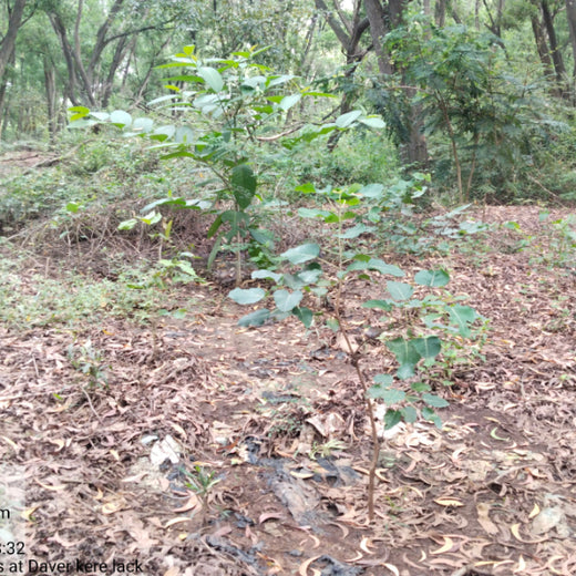 Headout's Commitment to Green Spaces: Empowering Employees with Urban Forests – 2 years