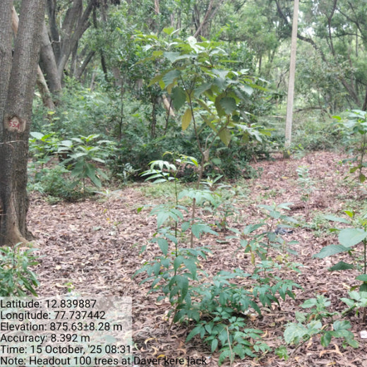 Headout's Commitment to Green Spaces: Empowering Employees with Urban Forests – 2 years