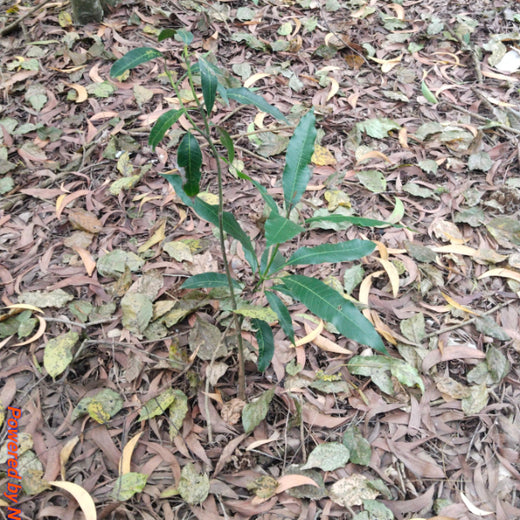 Headout's Commitment to Green Spaces: Empowering Employees with Urban Forests – 2 years