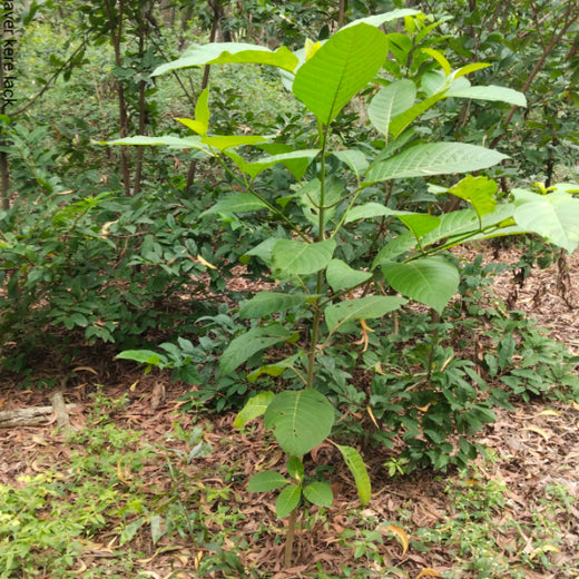 Headout's Commitment to Green Spaces: Empowering Employees with Urban Forests – 2 years