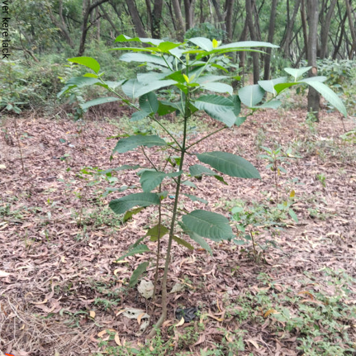 Headout's Commitment to Green Spaces: Empowering Employees with Urban Forests – 2 years
