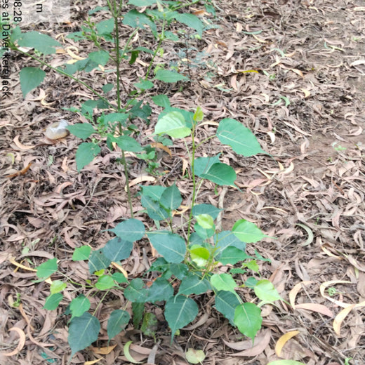 Headout's Commitment to Green Spaces: Empowering Employees with Urban Forests – 2 years