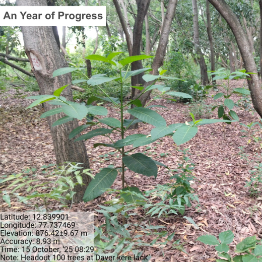 Headout's Commitment to Green Spaces: Empowering Employees with Urban Forests – 2 years