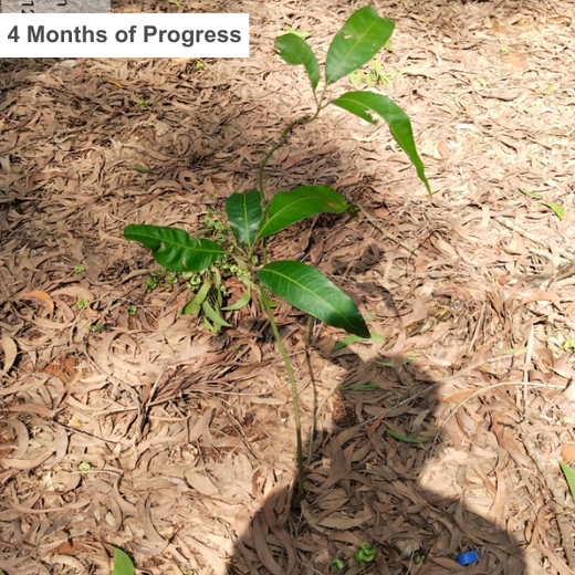 Headout's Commitment to Green Spaces: Empowering Employees with Urban Forests – 6 months