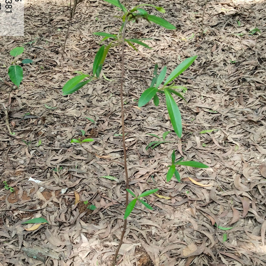 Headout's Commitment to Green Spaces: Empowering Employees with Urban Forests – 6 months