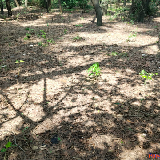 Headout's Commitment to Green Spaces: Empowering Employees with Urban Forests – 6 months